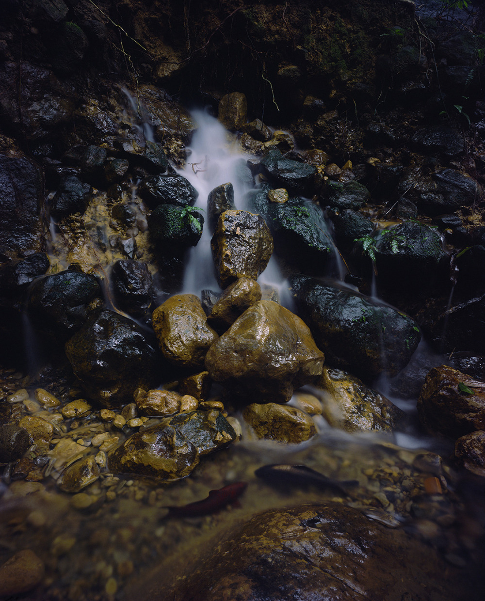 葉偉立_鯉魚 Carp_藝術微噴、康頌平滑攝影藝術紙310克_143x117x6cm(含框) (版次1/6)_2023