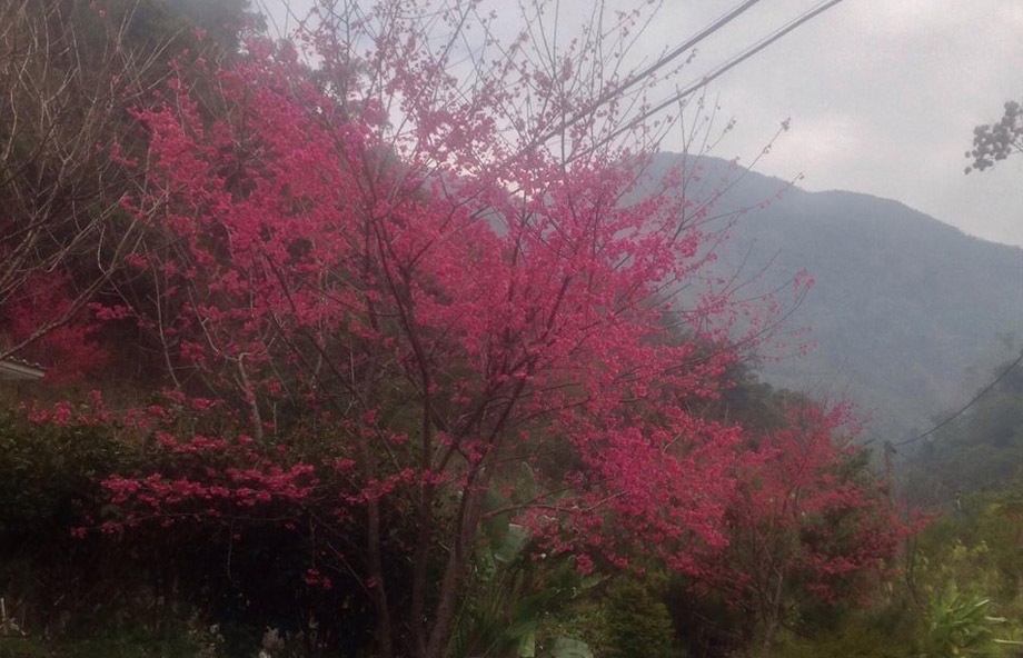 松鶴的家
