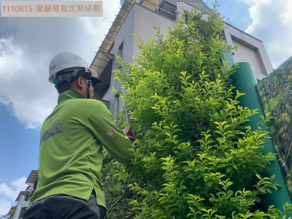 圍籬植栽修剪-1