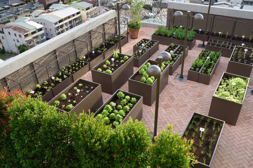 Urban farming