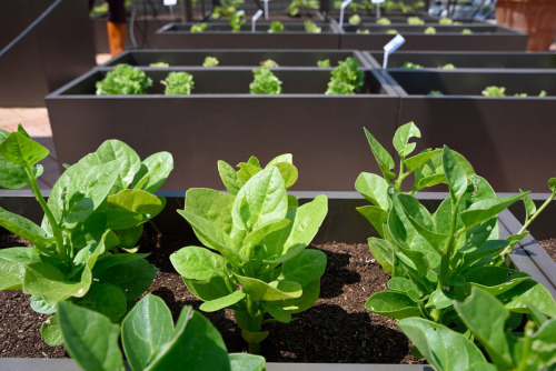 Urban farming